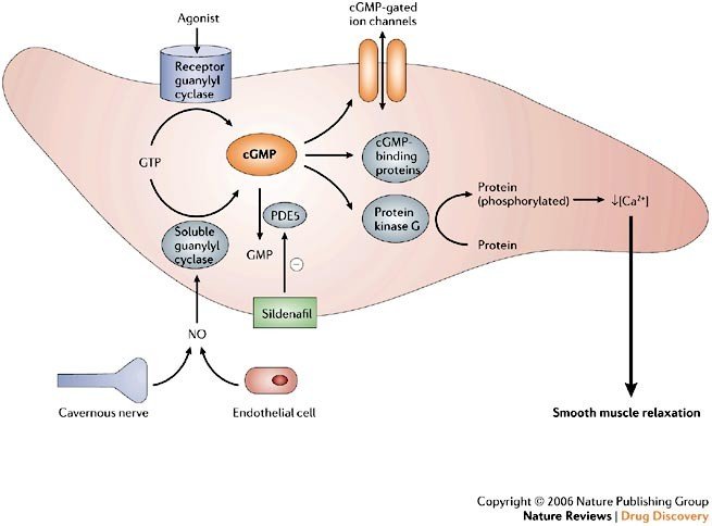 Diagram showing how Viagra tablets increase blood flow by PDE5 inhibition