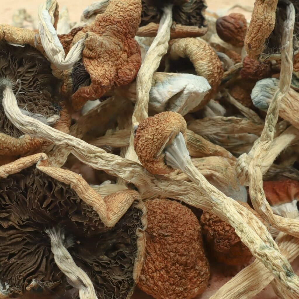 Cambodian Magic Mushrooms
