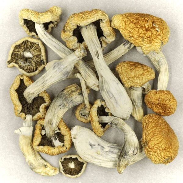 Golden Teacher Mushrooms